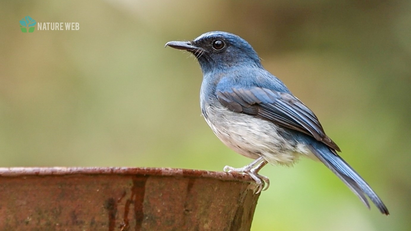 White-bellied Blue Flycatcher